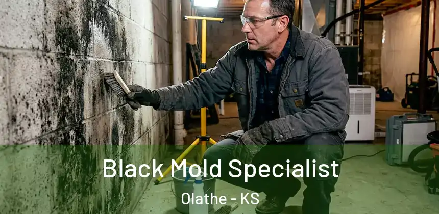  Black Mold Specialist Olathe - KS